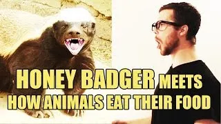 Honey Badger Meets How Animals Eat Their Food | MisterEpicMann