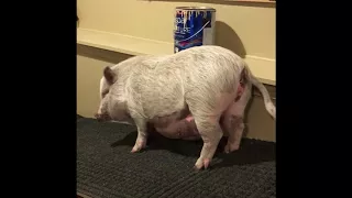 Itchy Mabel The Pig