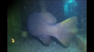 A massive Grouper (toilet on the left for scale)