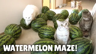 Watermelon Maze Challenge! Can My Cats Escape? | Kittisaurus