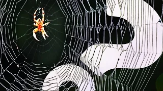 Sometimes Spiders Share Themselves to Death | HowStuffWorks NOW