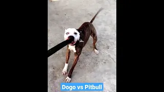 Dogo Argentino vs Pitbull //  pitbull wants to untie his leash so he can fight