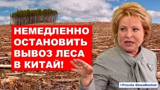 Вывоз леса в Китай будет запрещён (не опять, а снова) | Pravda GlazaRezhet