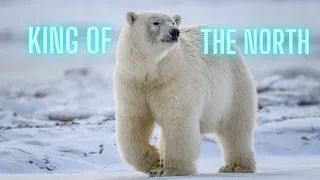 King of the North(Polarbear Edit) Song: Warriors