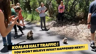 Mother and baby koalas stopping traffic - Part 1 🔴 Victoria, Australia