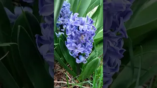 Гіацинти в моєму саду.Весняні радощі. Hyacinths in my garden. Spring joys #shorts