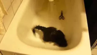 Кот убегает из ванной