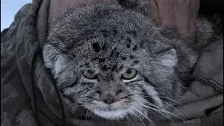 Учет манула в Даурском заповеднике Pallas's Cat