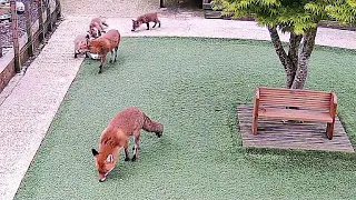 Families of Foxes 2024 - Is this the day Rubie & Rosie make peace? & Watch the Pink Ball. 💜🌹🦊💞