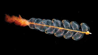 Facts: Siphonophores