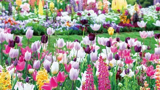 Beautiful Flower Garden Ambient ‘Garden Necklaces Yokohama’ in Satoyama Garden, Yokohama, Japan