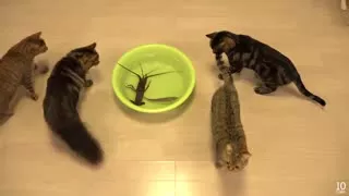 Japanese spiny lobster vs Cat 猫vs伊勢海老