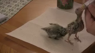 Hand Feeding Four 2 week old Cockatiels