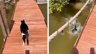 Rescue Cat Falls Off Jetty And Into Water