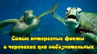 Самые интересные факты о черепахах для любознательных The most interesting facts about turtles