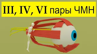 Глазодвигательный, блоковый и отводящий нервы | Путь от мозга (схематично)| Medanatfarm