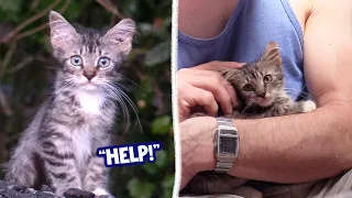 Scared Abandoned Kitten Rescue - Cat Man Chris