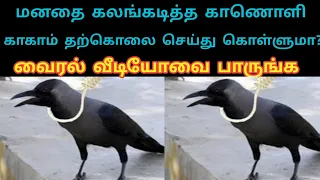 காகம் தற்கொலை செய்து கொள்ளுமா இந்த வீடியோவை பாருங்க உண்மை புரியும் LaysTv