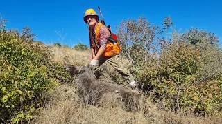 Anadolu'da domuz avı. / Wild boar hunting in Anatolia