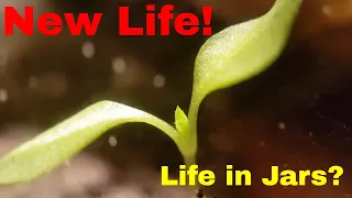 NEW LIFE! - A Native Eternal Terrarium | 3 month update