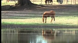 Installing your ElectroBraid® Horse Fence