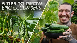 5 tips to grow more cucumber than what you can eat!