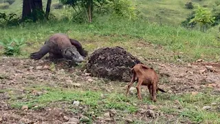 Nature Wild - Strategy Of komodo attacked alive small goat