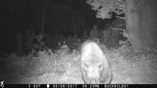 Black bear sniffs out game camera