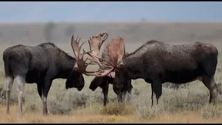 Wildlife Photography-3 massive bull moose fighting/spar -Jackson  Hole/ Grand Teton Park/Yellowstone