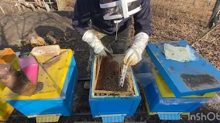 Результат Ізоляції Маток🐝 Перший опит..