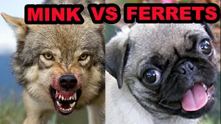 What Makes a Better Pet? Mink vs Ferrets.