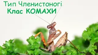 Тип Членистоногі. Клас Комахи