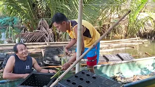 Crab Harvest from Fattening boxes(Buguey,Cagayan,Philippines)