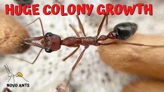 Bull ant colony update - Myrmecia brevinoda - Ant keeping