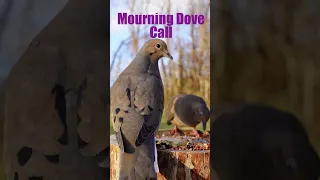 mourning dove call