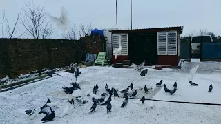 Николаевские голуби. Полет в нелетную погоду.