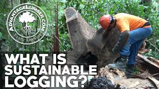 What is Sustainable Logging? The Benefits of Well-Managed Forestry to the Green Economy