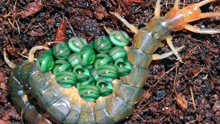 This Is How These 10 Animals Lay Eggs