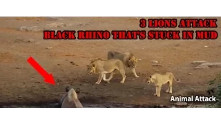 ►► 3 Lions Attack Black Rhino That's Stuck in Mud  Animal attacks