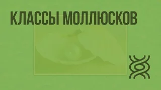 Классы моллюсков. Видеоурок по биологии 7 класс