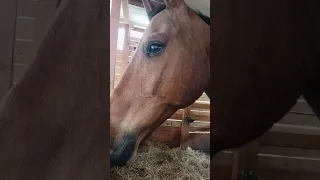 Хидальго вообще красавчик 😍😍😍❤️❤️❤️🐎🐎🐎🐴🐴🐴🍉🍉🍉🍓🍓🍓🥕🥕🥕🍏🍏🍏🍎🍎🍎🏞🏞.