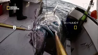 Дикий тунец: Север против Юга