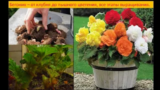 Бегония, от клубня до цветения, секреты ухода.