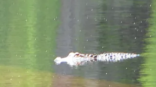 Alligator