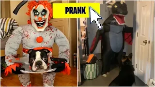 Funniest Pranks On Dogs & Cats #1 😆 TRY NOT TO LAUGH 😂 | Funny Fluffy