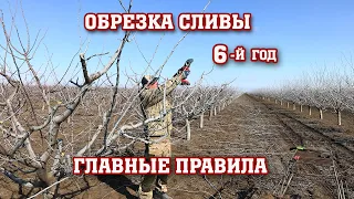 Правильная ОБРЕЗКА СЛИВЫ /6-й год после посадки/Опытный участок