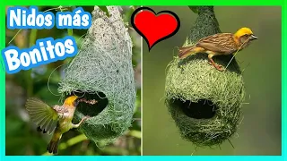 Nidos Más Bonitos | Conoce los Nidos mas asombrosos del Mundo ✅ 🐦🏠