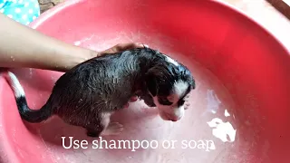 Rescued Puppy's first bath - Removing lice and fleas | Born For Animals | #BornForAnimals