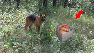 Собака привела хозяйку к коробке в лесу, и от содержимого женщина потеряла речь…