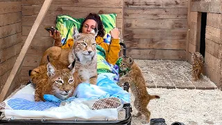 The reaction of LYNXES WITH KITTENS to a cot / How to relax in the company of lynxes
